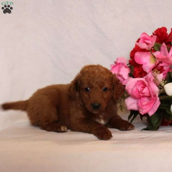 Millie, Mini Goldendoodle Puppy